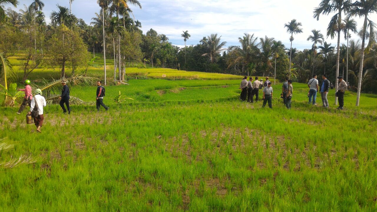 Lahan sawah di jorong Markis gantung Ciri yang tengah di eksekusi
